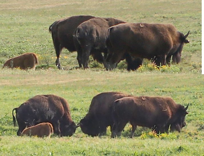 buffcenter24