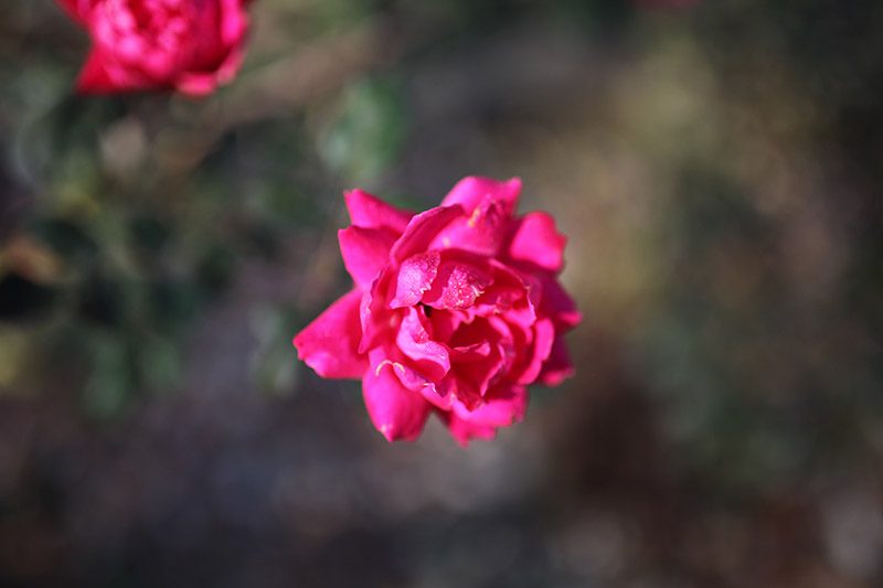 IMG_7188sml