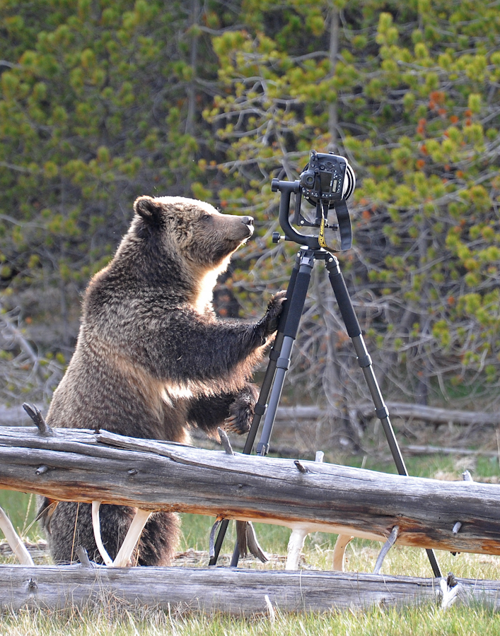 Bear knocking over Nikon D4