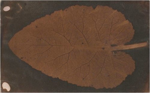 leafbig2