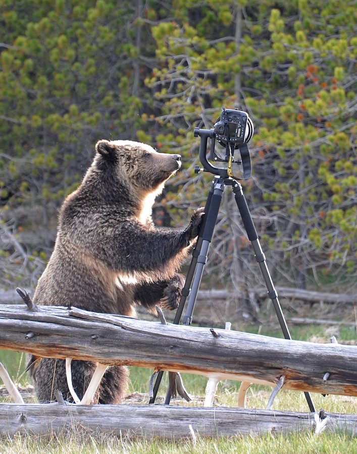 bear1 2