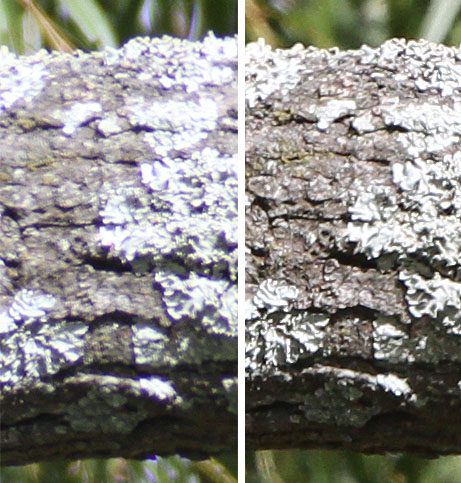 branchcompare