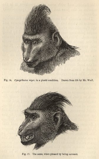sD.32_-_darwin_monkeys