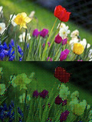 Normal_and_Bayer_Filter_(120px-Colorful_spring_garden)