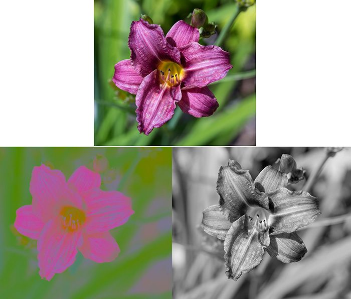 mergedflowerLAB