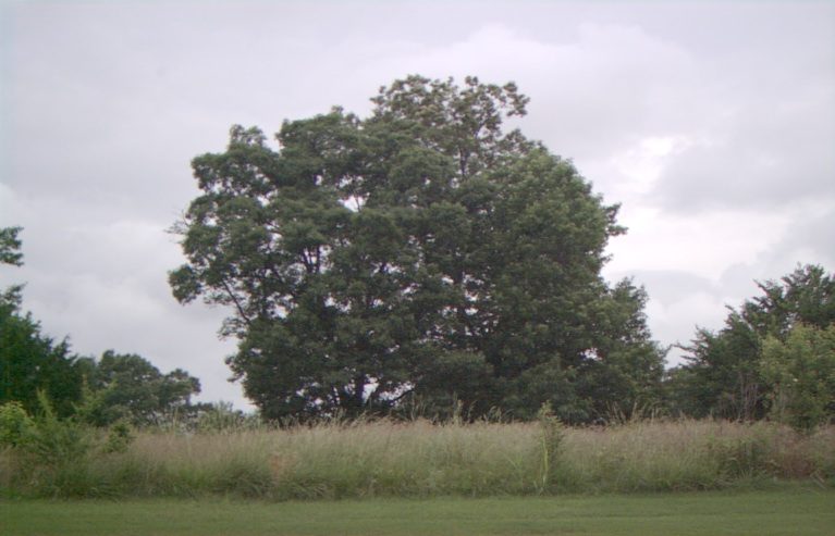 treesml