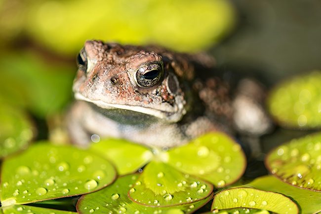 Macro-Photography-Frog-LensRentals-small