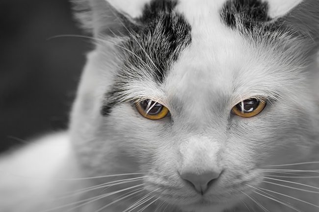 Macro-Photography-LensRentals-Cat-small