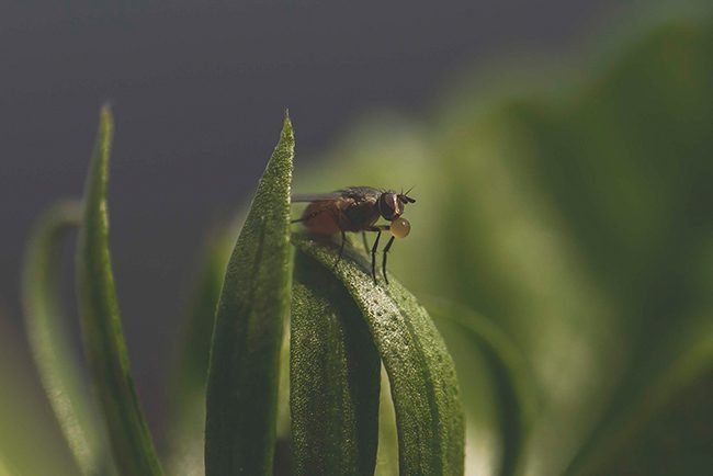 Macro-Photography-LensRentals-Fly-small