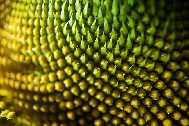 Macro-Photography-Sunflower-LensRentals-small