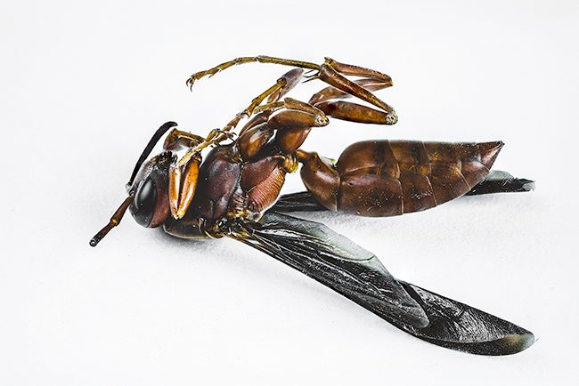 Wasp-Macro-Photography-2-Small