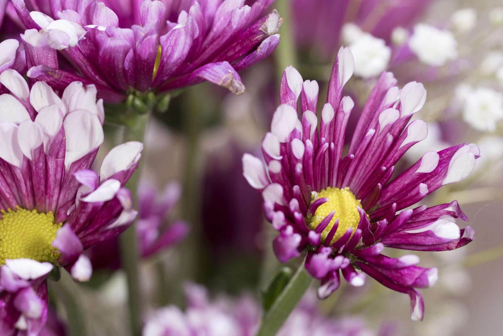 Canon 100mm Macro Example
