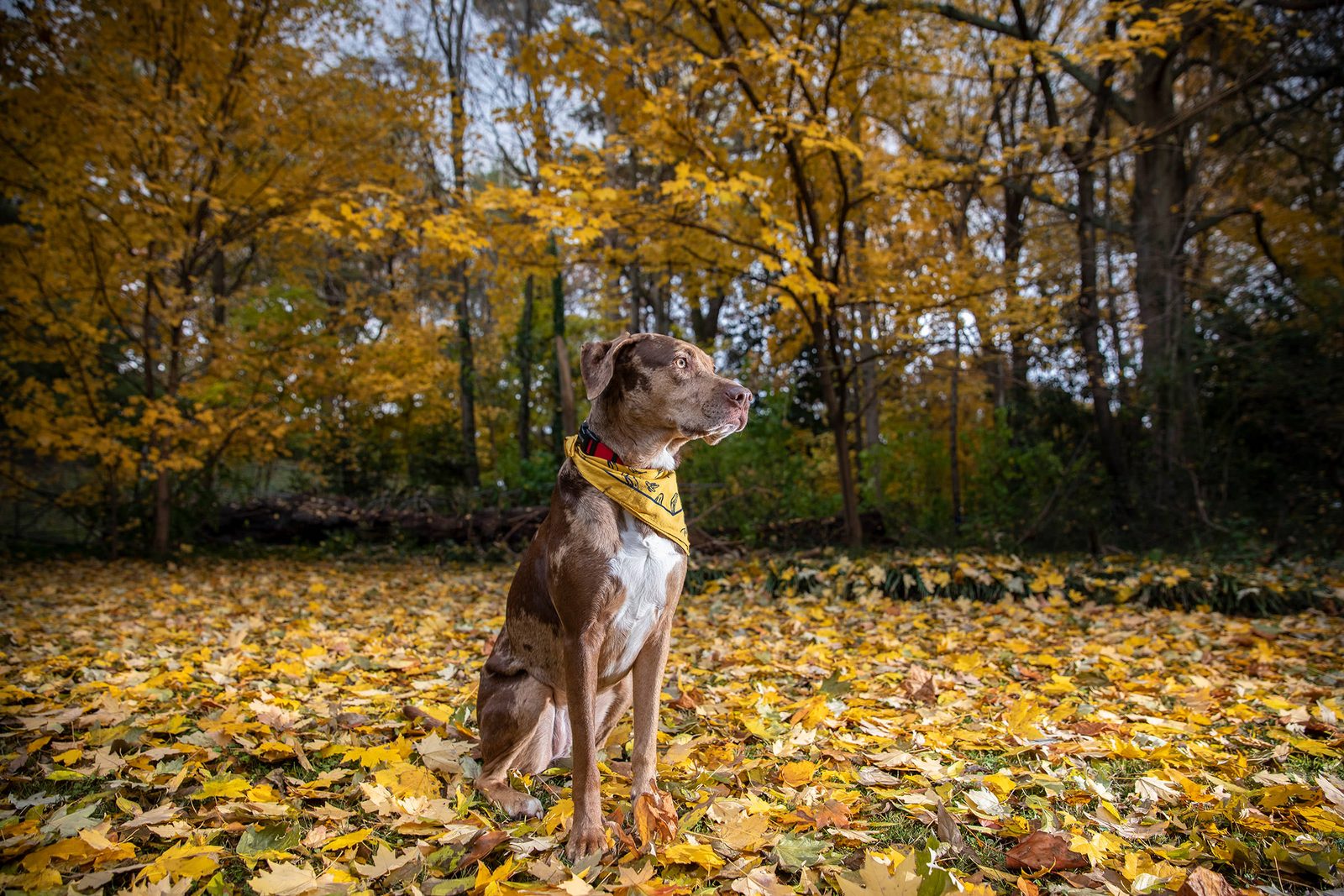 Pet Photography Tutorial