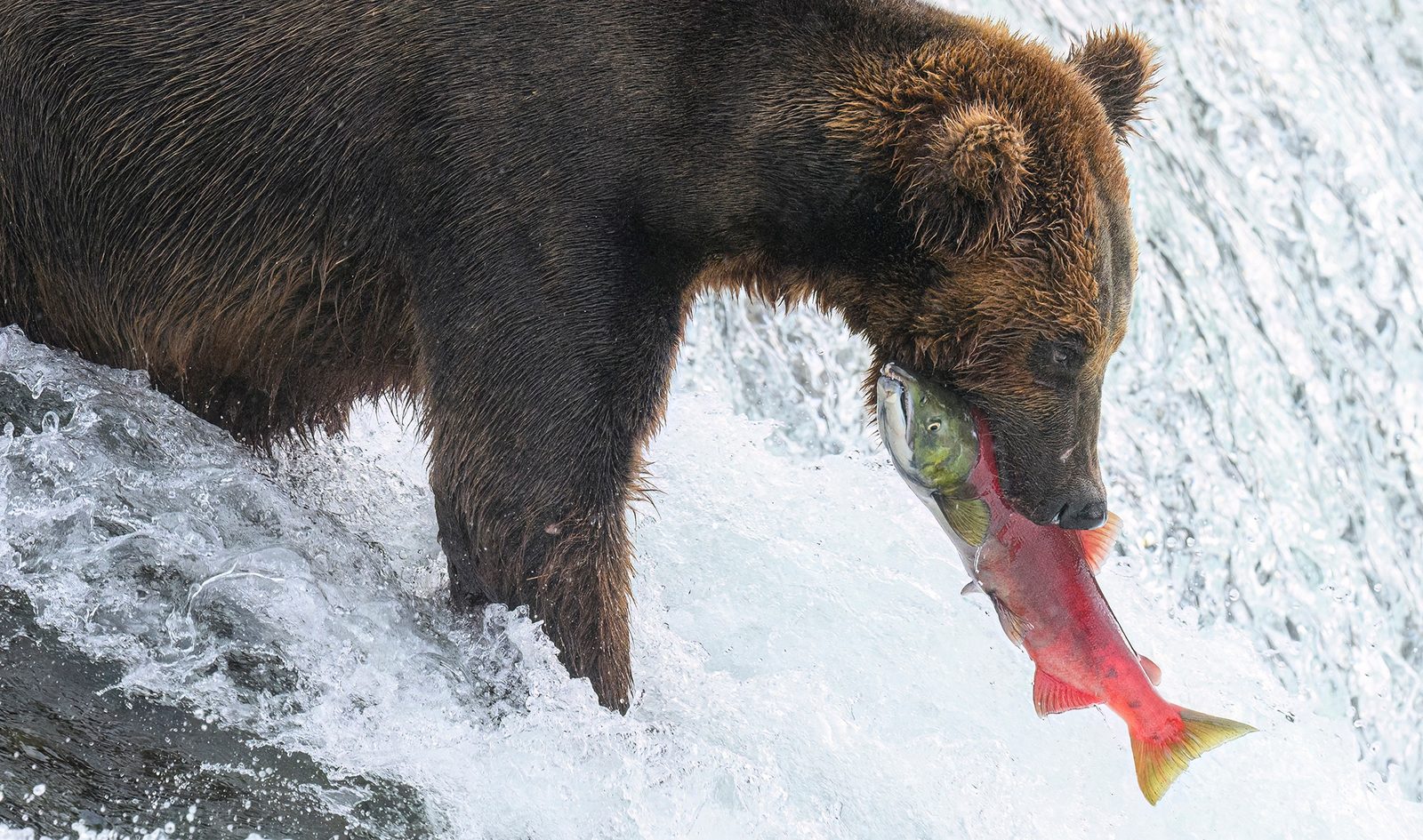 Brown Bear Photography