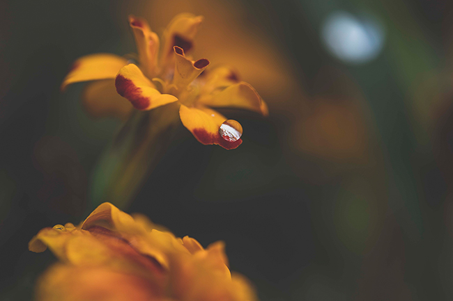 Macro-Photography-LensRentals-flower-small