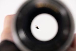 Removing Fly from Lens