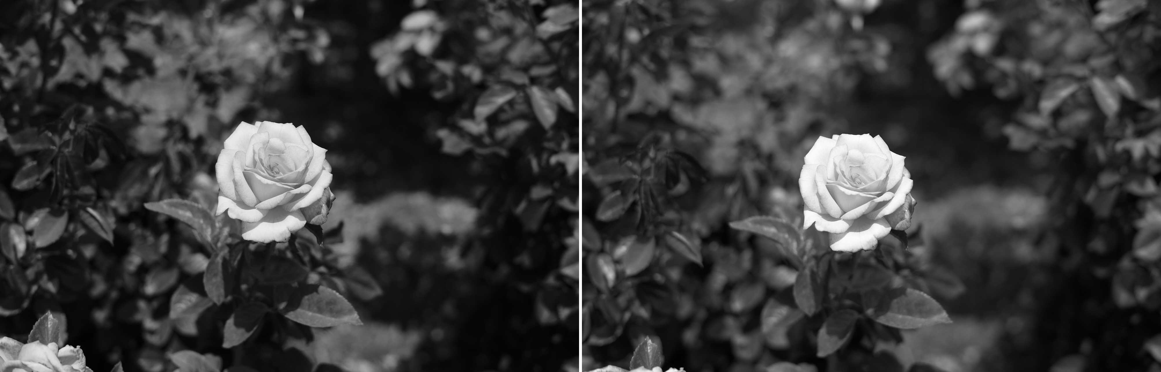 Can You Tell the Difference Between the Leica M10 and Leica M10 Monochrom?